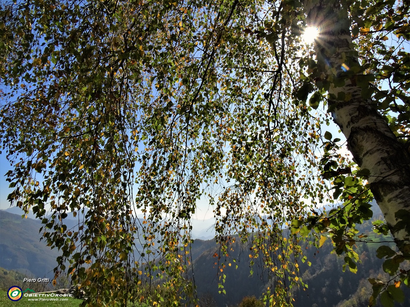 60 Splende il sole tra le foglie della betulla.JPG